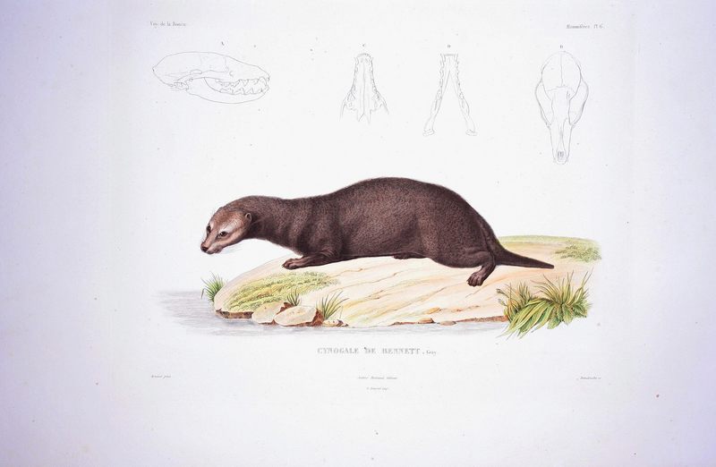 otter civet (Cynogale bennettii); DISPLAY FULL IMAGE.