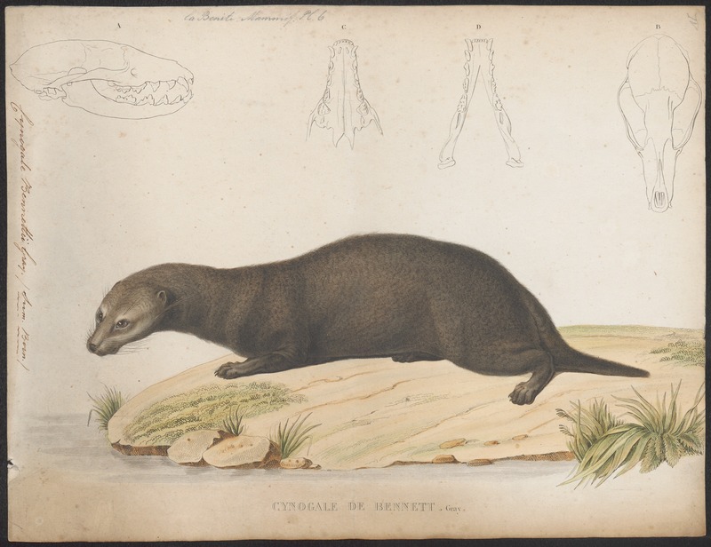 otter civet (Cynogale bennettii); DISPLAY FULL IMAGE.
