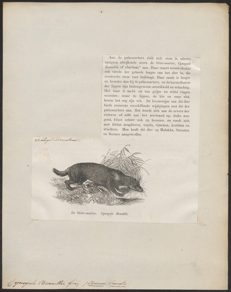 otter civet (Cynogale bennettii); DISPLAY FULL IMAGE.