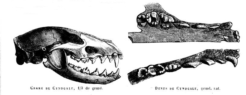 otter civet (Cynogale bennettii); DISPLAY FULL IMAGE.