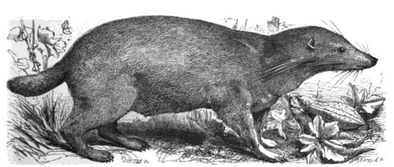 otter civet (Cynogale bennettii); DISPLAY FULL IMAGE.