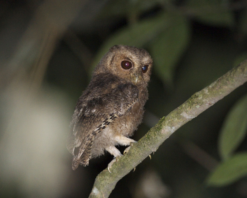 Rajah scops owl (Otus brookii); DISPLAY FULL IMAGE.