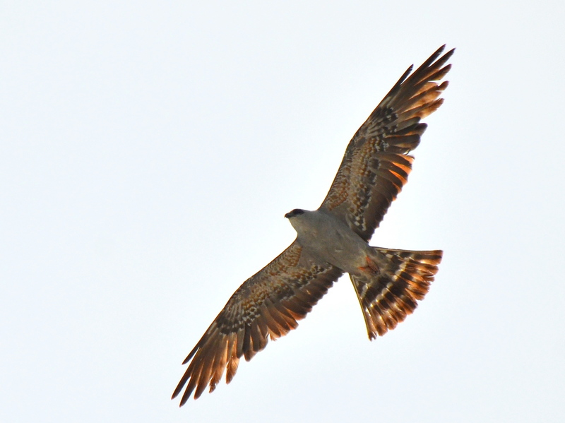 Mississippi kite (Ictinia mississippiensis); DISPLAY FULL IMAGE.