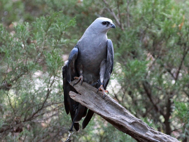 Mississippi kite (Ictinia mississippiensis); DISPLAY FULL IMAGE.