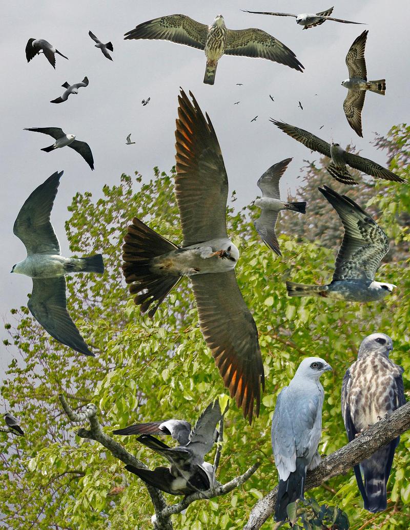 Mississippi kite (Ictinia mississippiensis); DISPLAY FULL IMAGE.