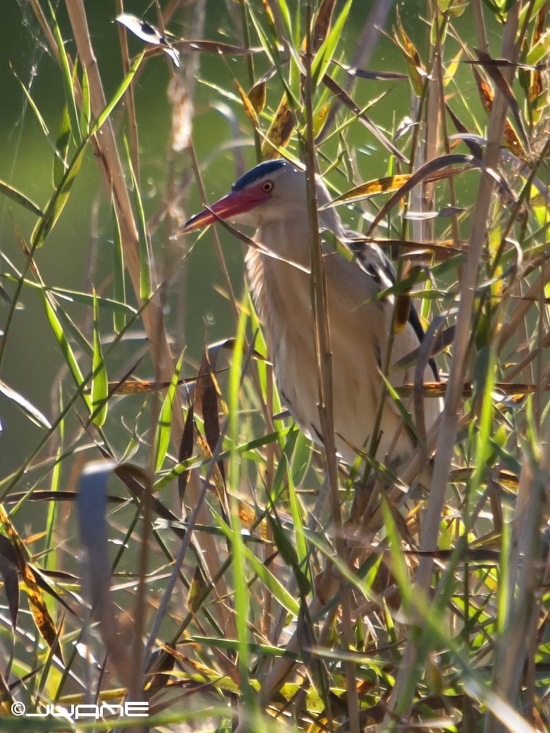 common little bittern (Ixobrychus minutus); DISPLAY FULL IMAGE.