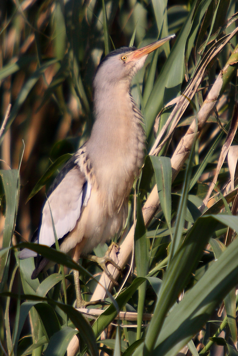 common little bittern (Ixobrychus minutus); DISPLAY FULL IMAGE.