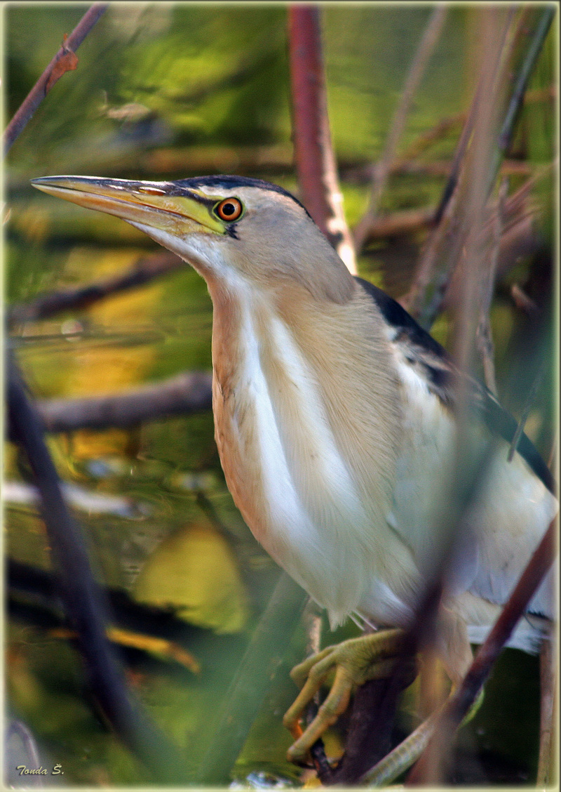 common little bittern (Ixobrychus minutus); DISPLAY FULL IMAGE.