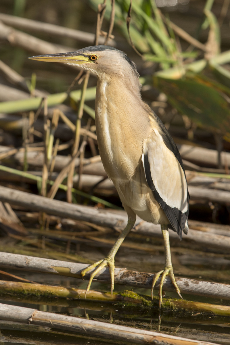 common little bittern (Ixobrychus minutus); DISPLAY FULL IMAGE.