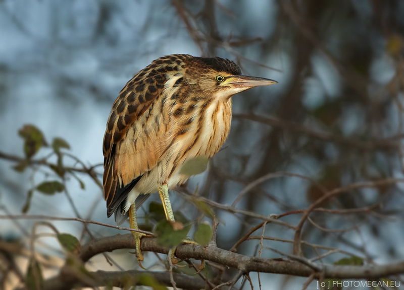 common little bittern (Ixobrychus minutus); DISPLAY FULL IMAGE.