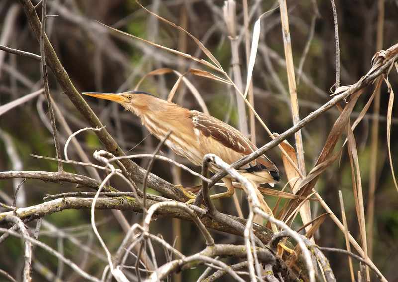 common little bittern (Ixobrychus minutus); DISPLAY FULL IMAGE.