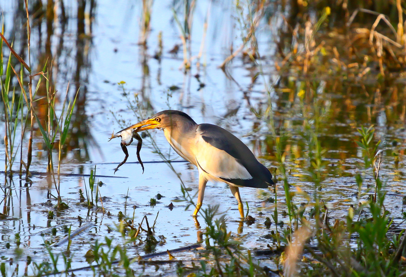 common little bittern (Ixobrychus minutus); DISPLAY FULL IMAGE.