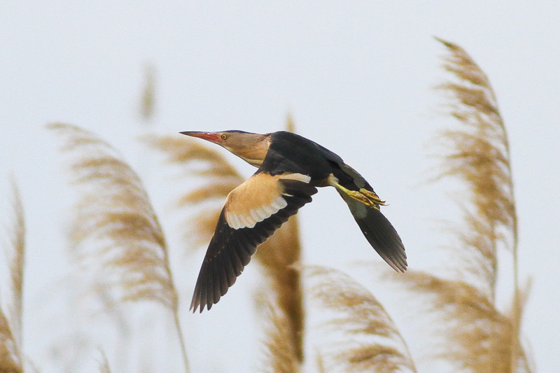 common little bittern (Ixobrychus minutus); DISPLAY FULL IMAGE.