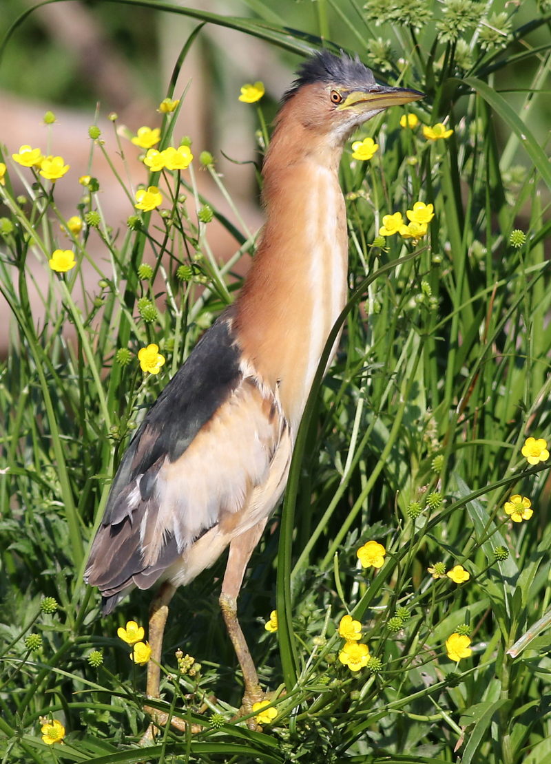 common little bittern (Ixobrychus minutus); DISPLAY FULL IMAGE.