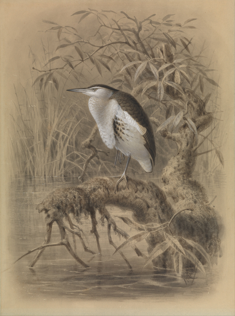 common little bittern (Ixobrychus minutus); DISPLAY FULL IMAGE.