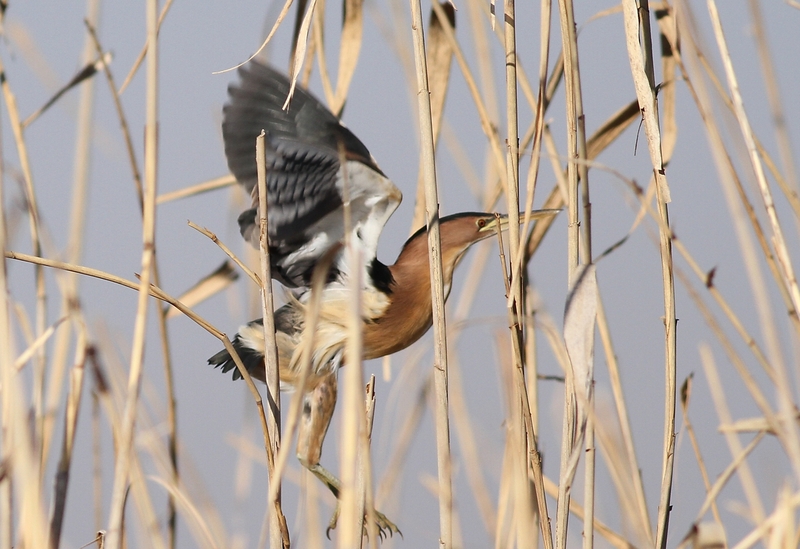 common little bittern (Ixobrychus minutus); DISPLAY FULL IMAGE.