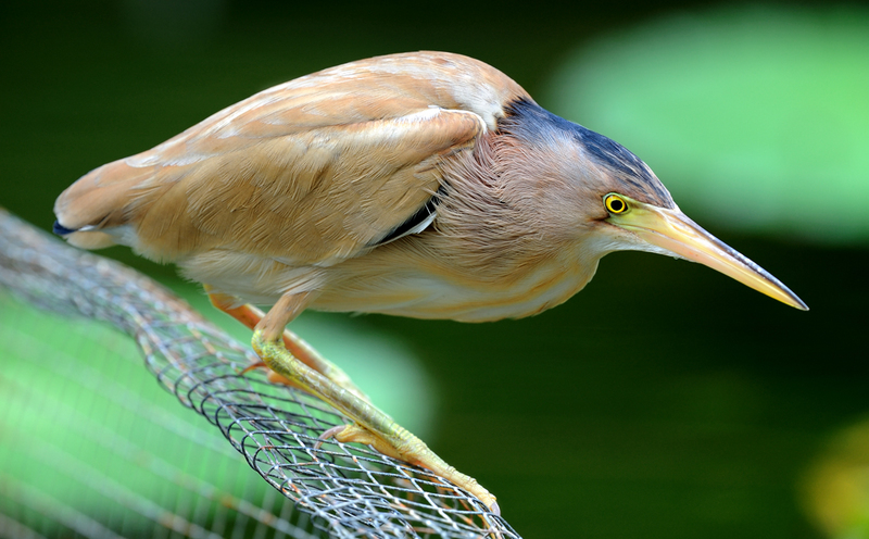 yellow bittern, Chinese little bittern (Ixobrychus sinensis); DISPLAY FULL IMAGE.