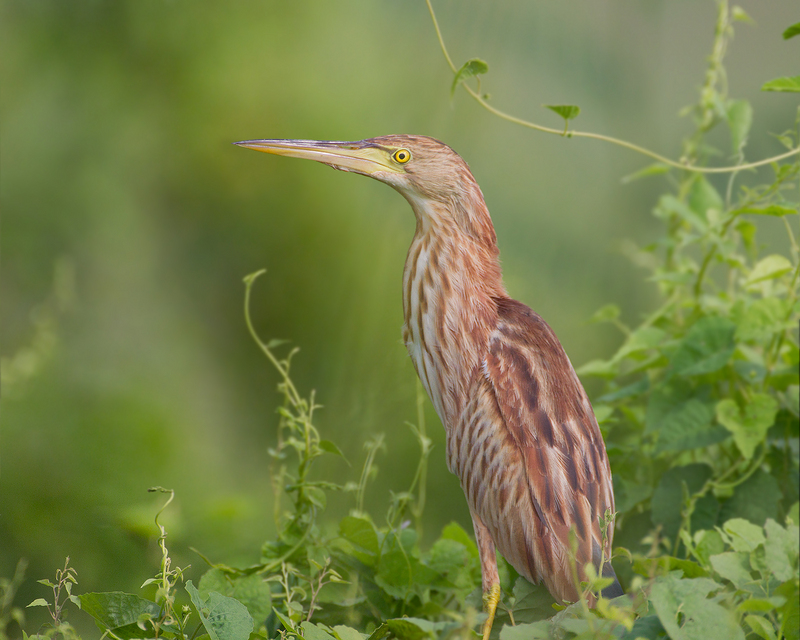 yellow bittern, Chinese little bittern (Ixobrychus sinensis); DISPLAY FULL IMAGE.