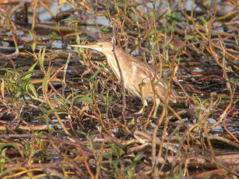 yellow bittern, Chinese little bittern (Ixobrychus sinensis); DISPLAY FULL IMAGE.