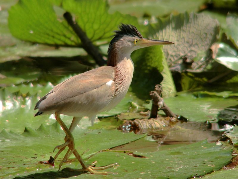 yellow bittern, Chinese little bittern (Ixobrychus sinensis); DISPLAY FULL IMAGE.