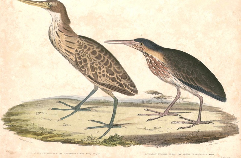 yellow bittern (Ixobrychus sinensis), black bittern (Ixobrychus flavicollis); DISPLAY FULL IMAGE.