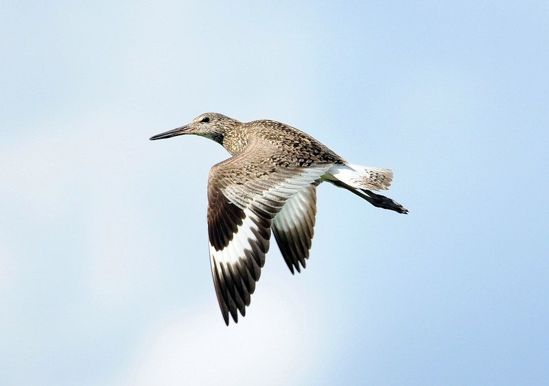 willet (Tringa semipalmata); DISPLAY FULL IMAGE.