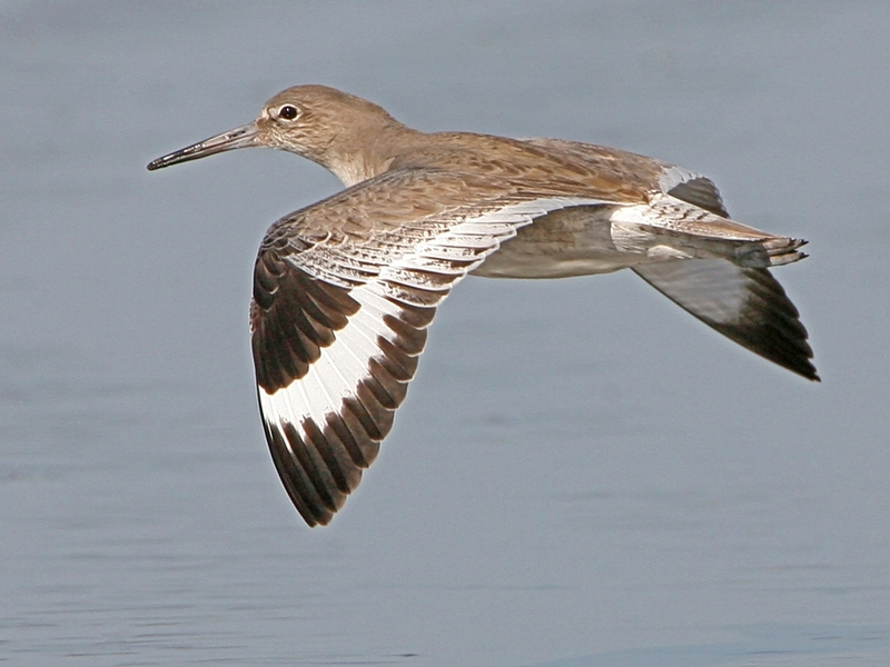 willet (Tringa semipalmata); DISPLAY FULL IMAGE.