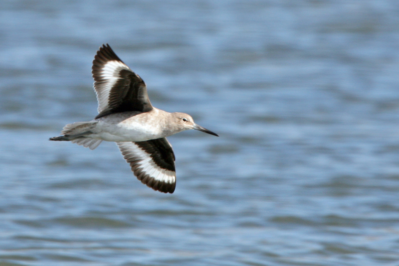 willet (Tringa semipalmata); DISPLAY FULL IMAGE.