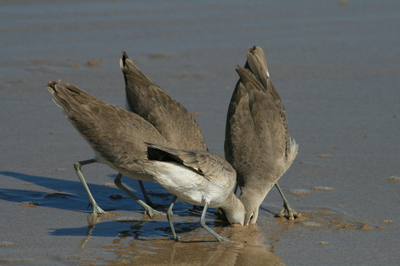 willet (Tringa semipalmata); DISPLAY FULL IMAGE.