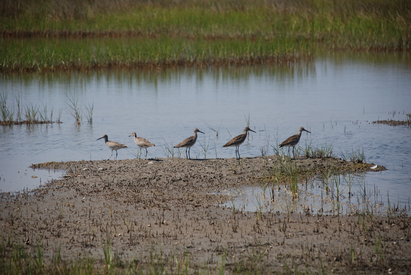 eastern willet (Tringa semipalmata semipalmata); DISPLAY FULL IMAGE.