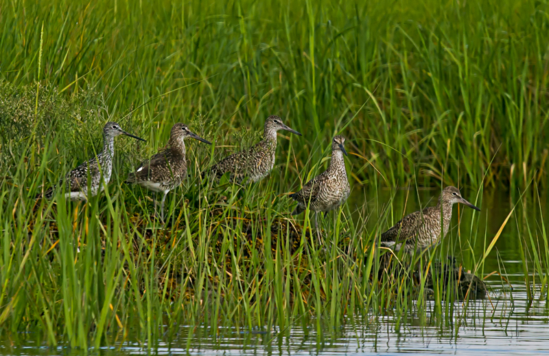 willet (Tringa semipalmata); DISPLAY FULL IMAGE.
