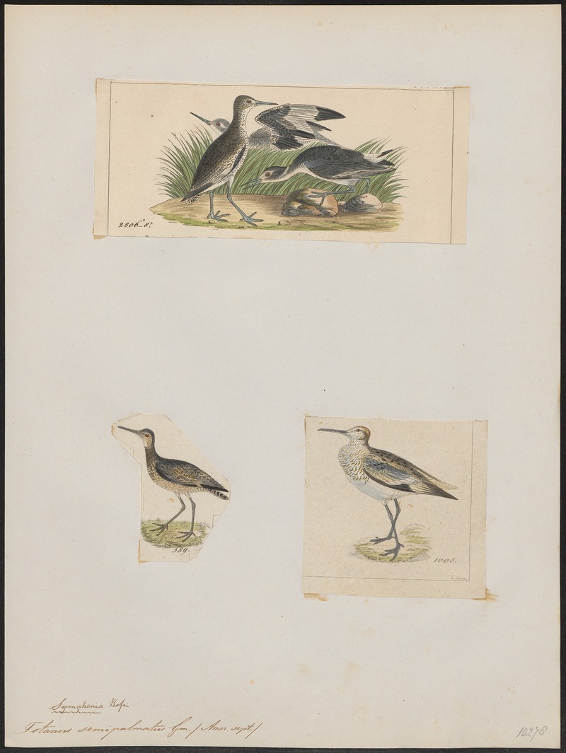 willet (Tringa semipalmata); DISPLAY FULL IMAGE.