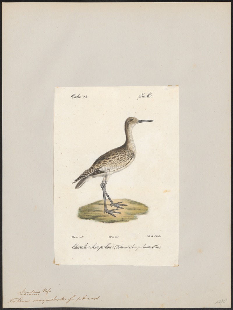 willet (Tringa semipalmata); DISPLAY FULL IMAGE.