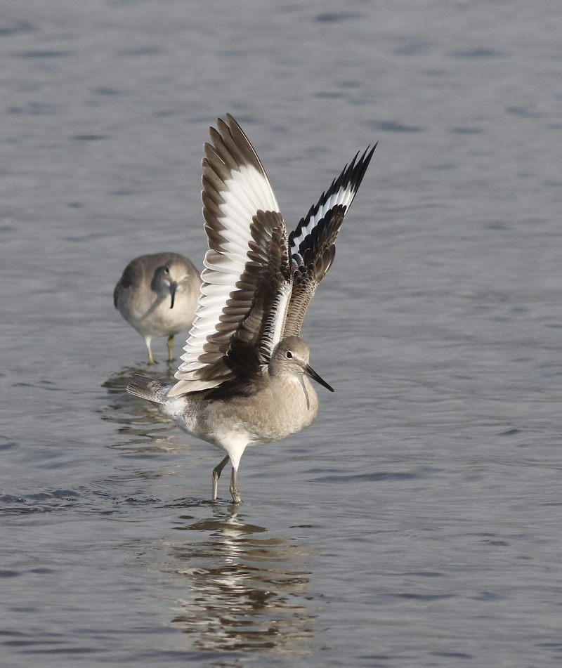 western willet (Tringa semipalmata inornata); DISPLAY FULL IMAGE.