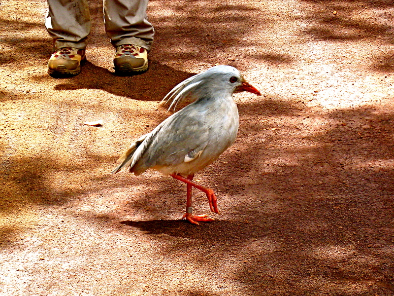 kagu (Rhynochetos jubatus); DISPLAY FULL IMAGE.