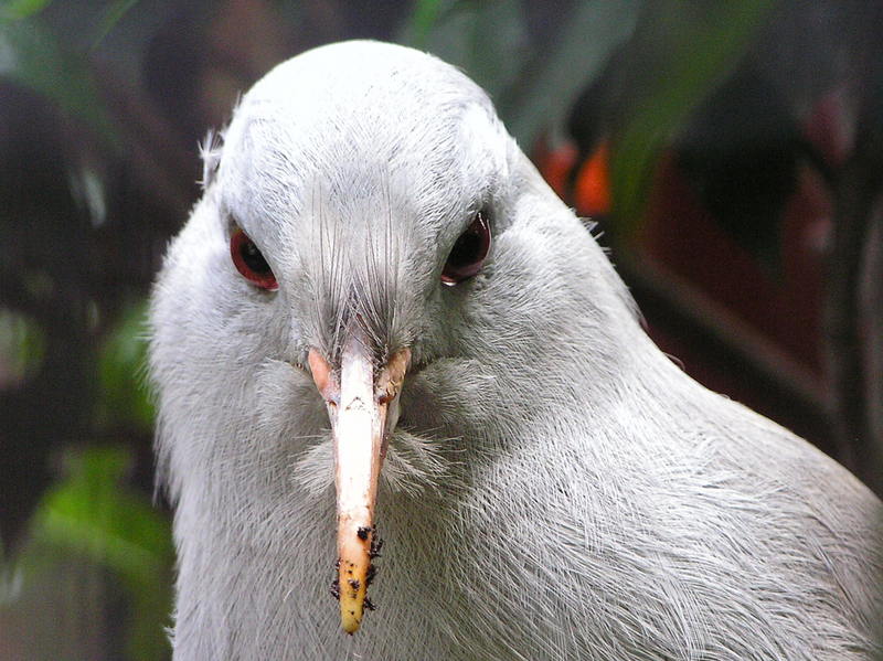 kagu (Rhynochetos jubatus); DISPLAY FULL IMAGE.