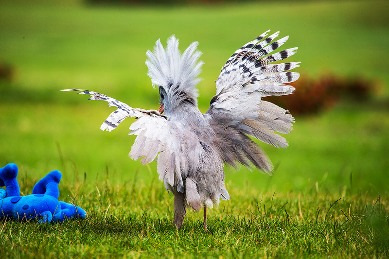 kagu (Rhynochetos jubatus); DISPLAY FULL IMAGE.