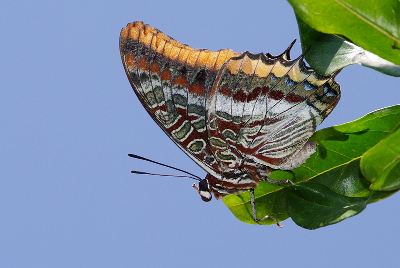 two-tailed pasha (Charaxes jasius); DISPLAY FULL IMAGE.