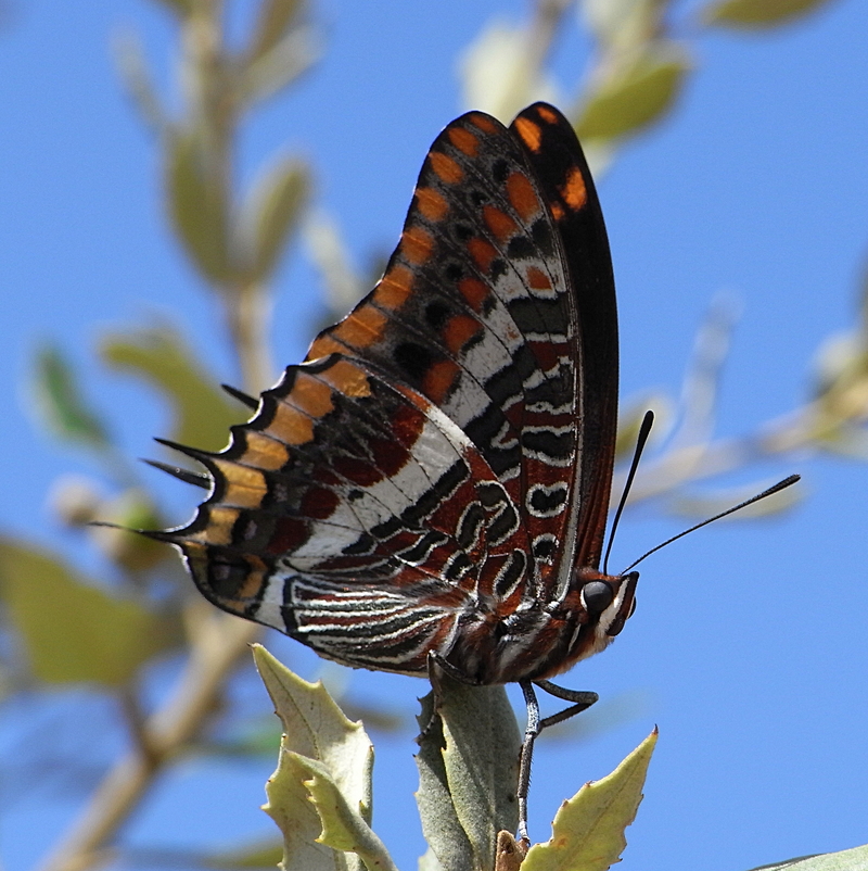 two-tailed pasha (Charaxes jasius); DISPLAY FULL IMAGE.