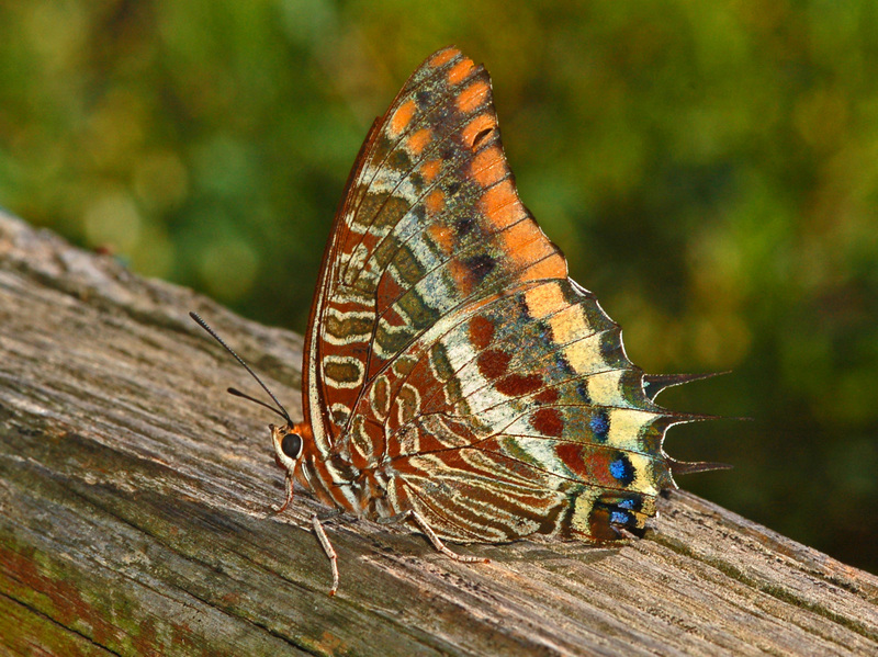 two-tailed pasha (Charaxes jasius); DISPLAY FULL IMAGE.