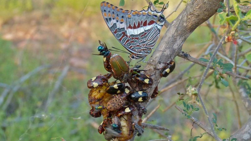 two-tailed pasha (Charaxes jasius saturnus), yellow-heart fruit chafer (Chondrorrhina trivittata); DISPLAY FULL IMAGE.