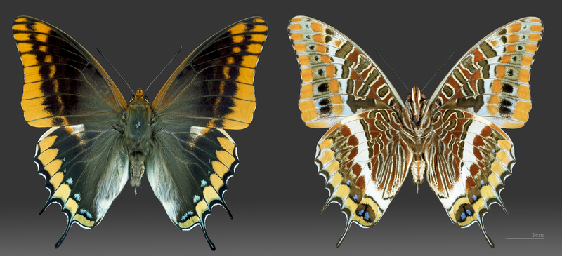 two-tailed pasha (Charaxes jasius); DISPLAY FULL IMAGE.