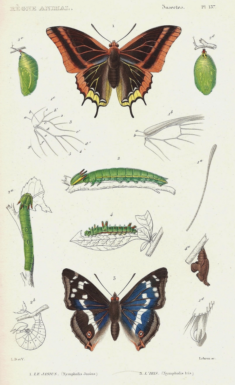 two-tailed pasha (Charaxes jasius), purple emperor (Apatura iris); DISPLAY FULL IMAGE.