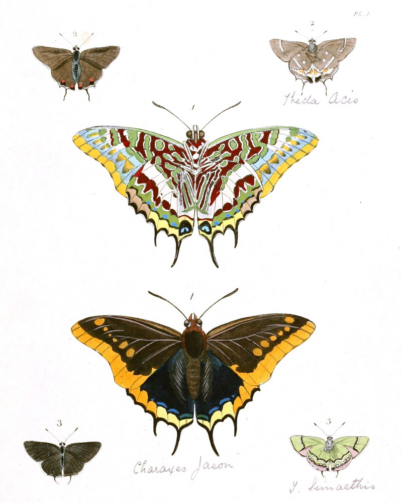 two-tailed pasha (Charaxes jasius), Bartram's scrub-hairstreak (Strymon acis), silver-banded hairstreak (Chlorostrymon simaethis); DISPLAY FULL IMAGE.