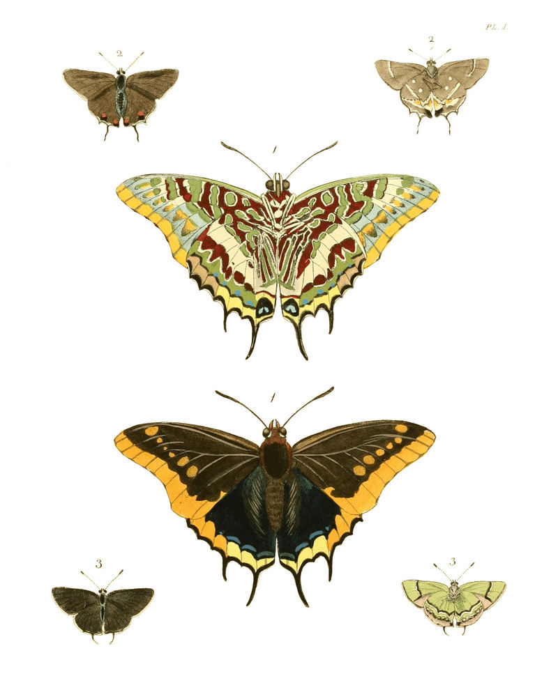 two-tailed pasha (Charaxes jasius), Bartram's scrub-hairstreak (Strymon acis), silver-banded hairstreak (Chlorostrymon simaethis); DISPLAY FULL IMAGE.