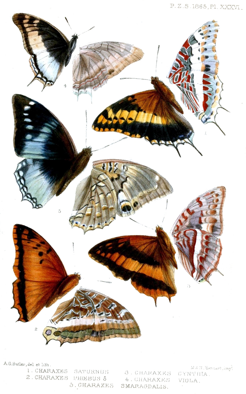 two-tailed pasha (Charaxes jasius saturnus), Charaxes phoebus, western red charaxes (Charaxes cynthia), savanna demon charaxes (Charaxes viola), western blue charaxes (Charaxes smaragdalis); DISPLAY FULL IMAGE.