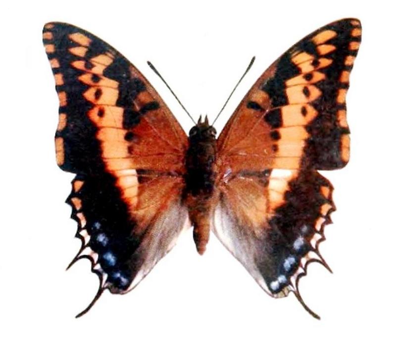 two-tailed pasha (Charaxes jasius); DISPLAY FULL IMAGE.