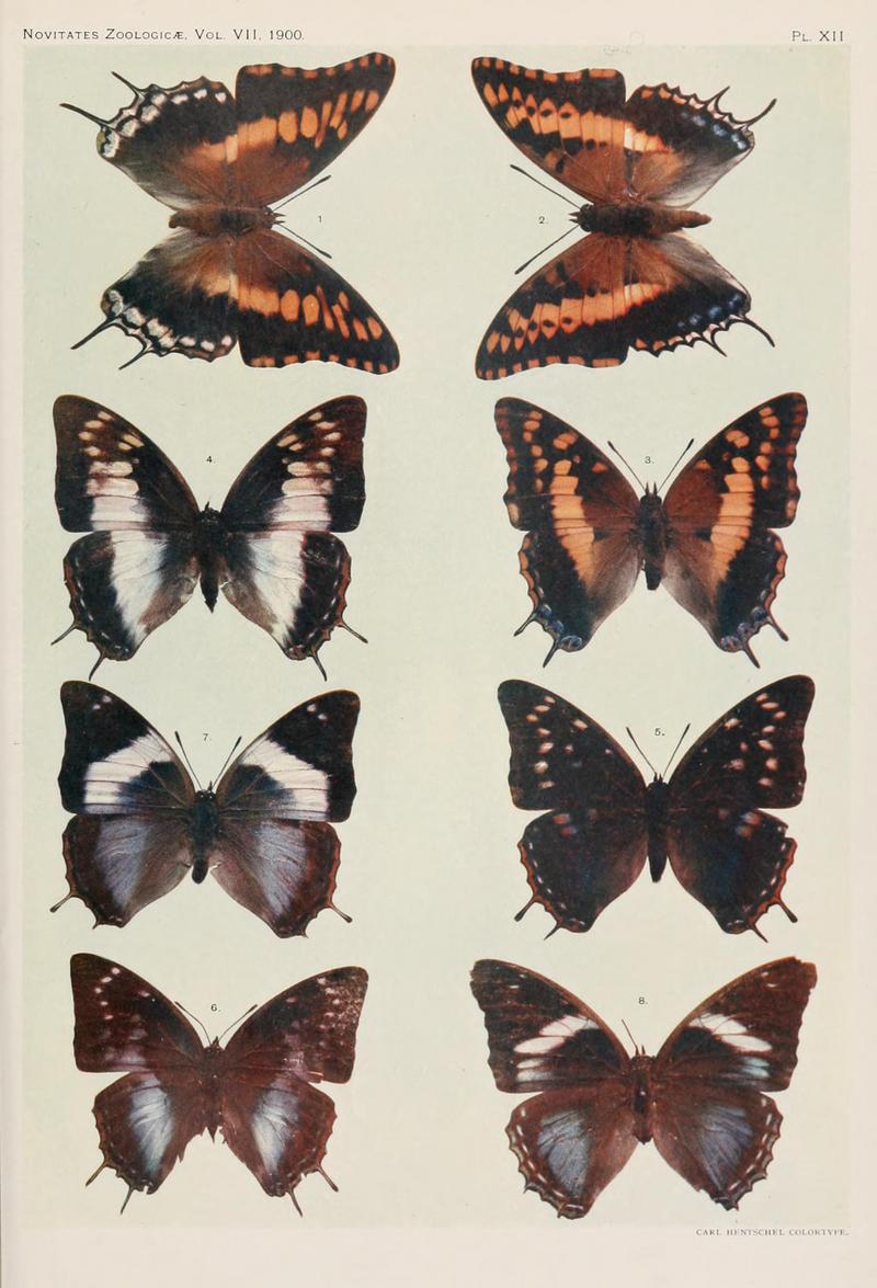 bushveld emperor (Charaxes achaemenes), two-tailed pasha (Charaxes jasius), blue-spangled emperor (Charaxes guderiana), satyr emperor (Charaxes ethalion), demon charaxes (Charaxes etheocles), Manica charaxes (Charaxes manica), dusky charaxes (Charaxes phaeus); DISPLAY FULL IMAGE.