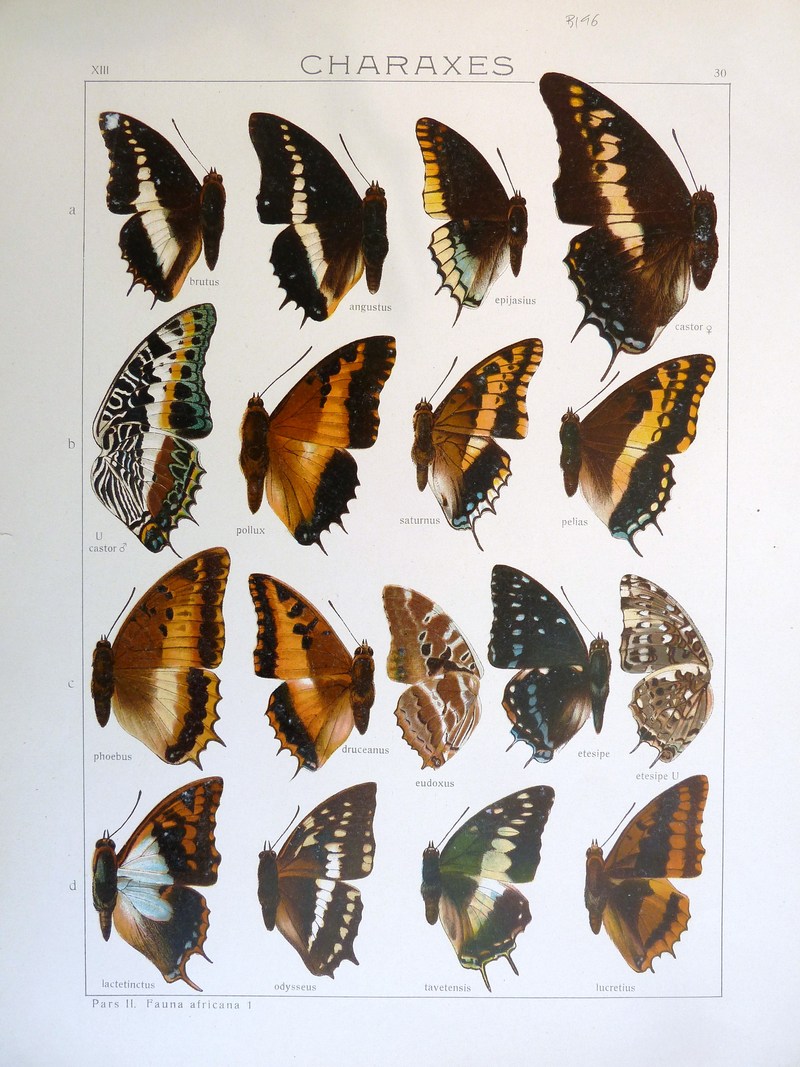 white-barred emperor (Charaxes brutus), two-tailed pasha (Charaxes jasius), giant emperor (Charaxes castor), black-bordered charaxes (Charaxes pollux), Charaxes jasius saturnus, Charaxes phoebus, silver-barred emperor (Charaxes druceanus), Eudoxus charaxes (Charaxes eudoxus), scarce forest emperor (Charaxes etesipe), blue patch charaxes (Charaxes lactetinctus), Charaxes odysseus, violet-washed charaxes (Charaxes lucretius); DISPLAY FULL IMAGE.