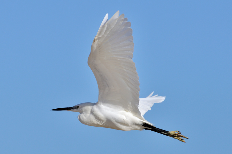 little egret (Egretta garzetta); DISPLAY FULL IMAGE.